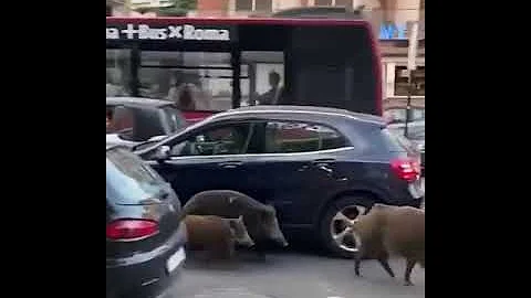 Wild boars walk the streets of Rome