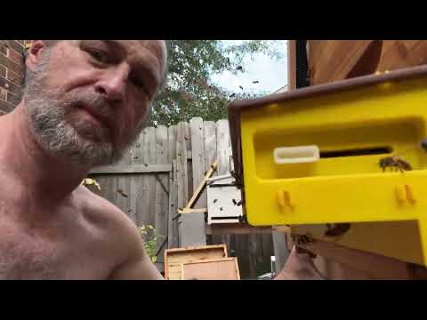 Honeybees swarming my face