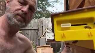 Honeybees swarming my face