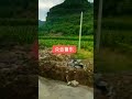 Self loading concrete mixer truck for Drainage pouring #selfloadingmixer