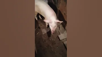 как определить в охоте ли свинья!
