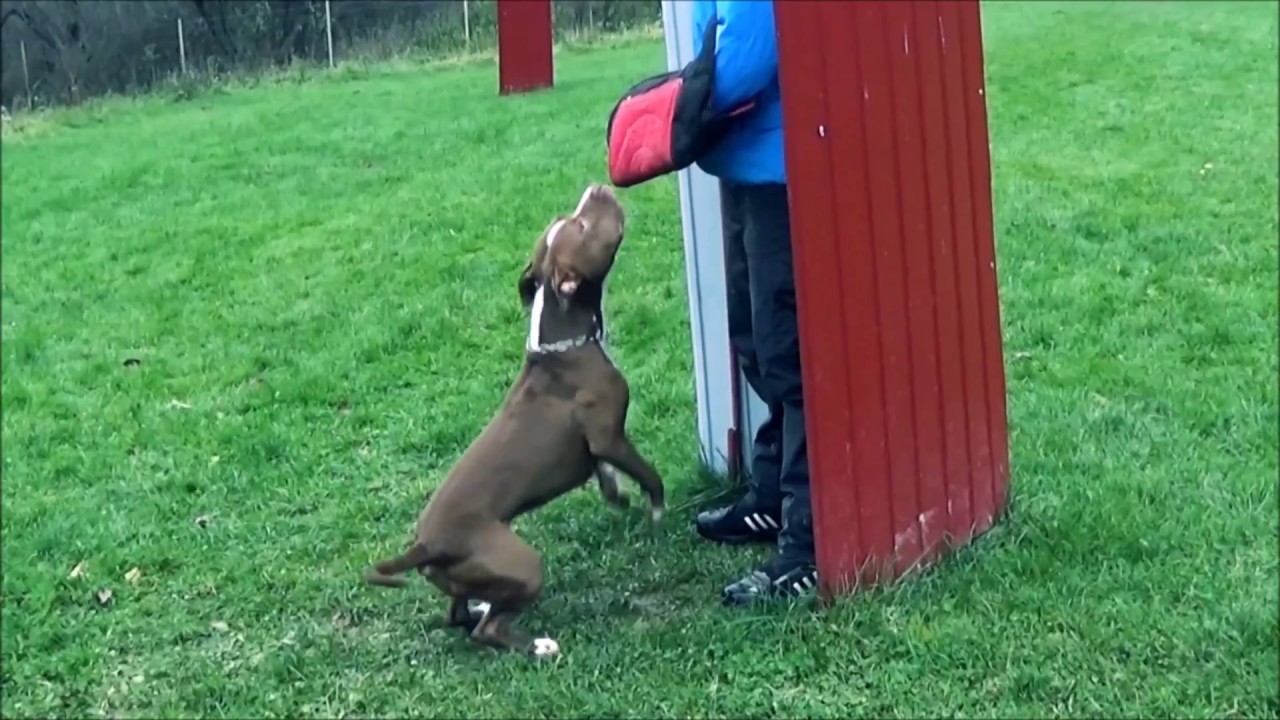 Training APBT 1. 11. 2017 - YouTube
