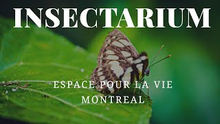 Dive into the Enchanting Insectarium of Montreal 4K