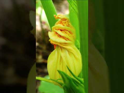 Video: Haz que las calabazas se autopolinicen: aprende sobre la polinización de las plantas de calabaza