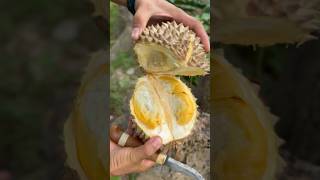 The King of Fruits. #durian #fruits #foodie #foodporn #delicious #food #shortsvideo #youtubeshort