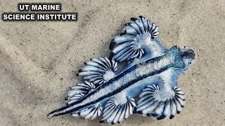 Venomous blue dragons washing on shore along Texas beaches