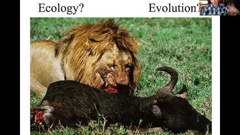 Evolution- Mutations