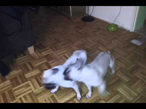 Bully vs mops - YouTube