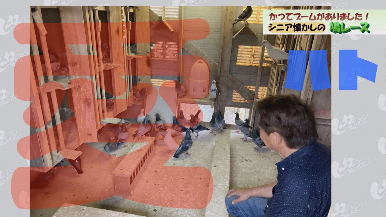 シニア懐かしの「鳩レース」