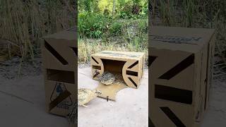 Method New Bird Trap # Quail Trap # simple bird trap #shorts