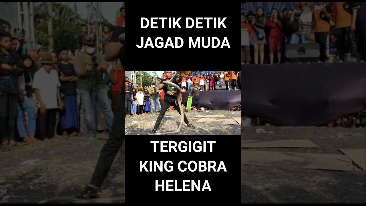 JAGAD MUDA TERGIGIT KING KOBRA