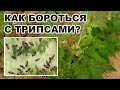 КАК БОРОТЬСЯ С ТРИПСАМИ? ПРЕПАРАТЫ ДЛЯ БОРЬБЫ С ВРЕДИТЕЛЯМИ РАСТЕНИЙ (03-08-2018)