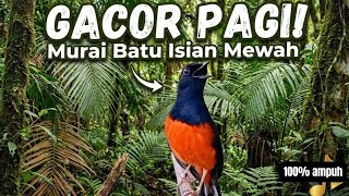 murai batu gacor AMPUH untuk PANCINGAN burung murai batu agar rajin bunyi, JADIKAN murai batu EMOSI