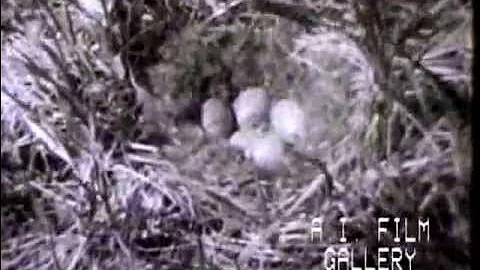 Nanook of the North: early documentary explores life of Eskimos, 1922