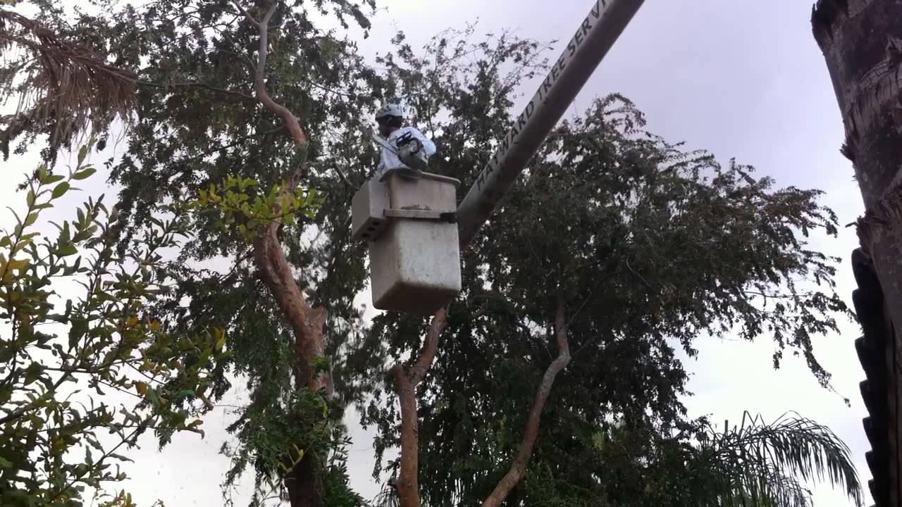 Phoenix Tree Service | Arborist - YouTube