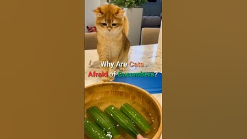 Why Are Cats Afraid of Cucumbers? 😱 The Secret Behind This Strange Behavior!