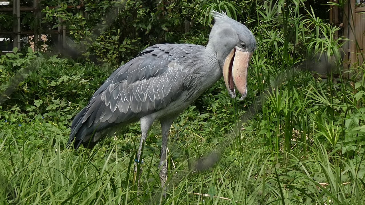 Shoebill 変な鳴き声 上野ハシビロコウ Youtube