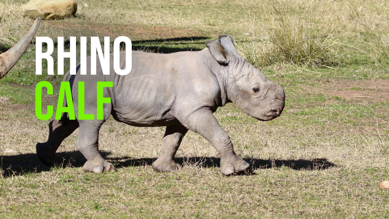 P. White Rhino PUP (from OC)【15】 White Rhino Calf Born at Dubbo Zoo - YouTube