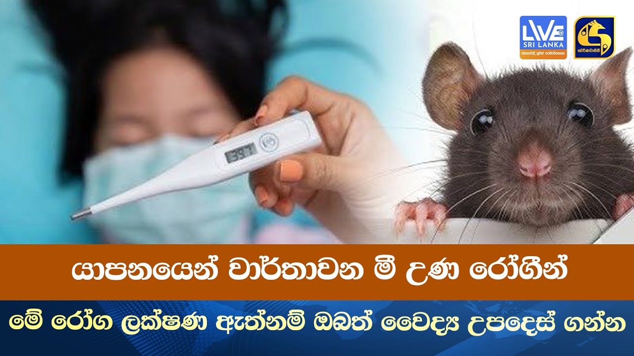 යාපනයෙන් වාර්තාවන මී උණ රෝගීන් - මේ රෝග ලක්ෂණ ඇත්නම් ඔබත් වෛද්‍ය උපදෙස් ගන්න