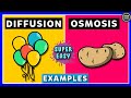 Mastering Diffusion and Osmosis Through Real-Life Examples