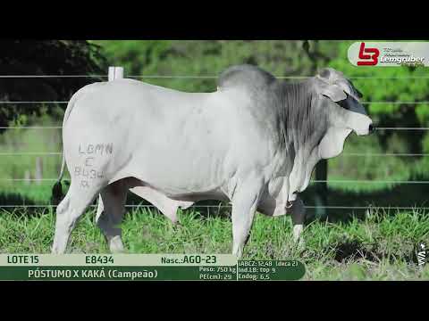 LOTE 15