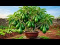How To Propagate Avocados Trees With Aloe Vera, how to growing avocados trees many fruits