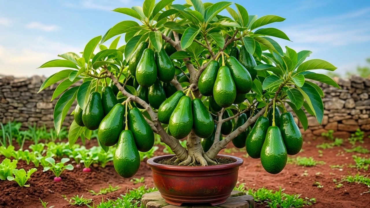 How To Propagate Avocados Trees With Aloe Vera, how to growing avocados trees many fruits