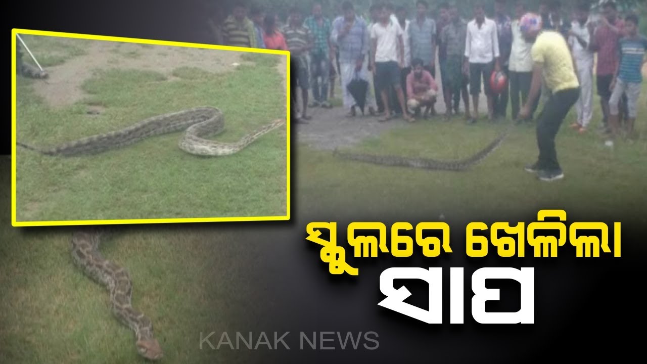 7-ft Long Python Rescued From Kaima School Area In Odisha's Jajpur ...