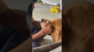 #viral #pets #comdeymemes #youtubeshorts #dogshorts #goldenretreiver #shortfeed #shrots #dogfeed