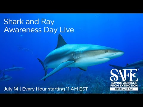 Shark and Ray Awareness Day LIVE!