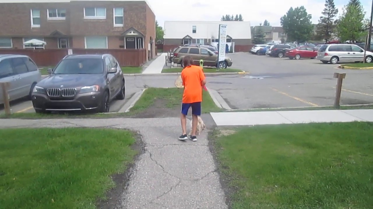 Jaythe tiger1 takes a walk with her dog