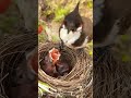 Snow berry feeding | Bulbul bird feeding baby birds #birdfeeding #birdvideo