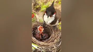 Snow berry feeding | Bulbul bird feeding baby birds #birdfeeding #birdvideo