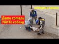 Жестокие дети хотели убить собаку / История из жизни