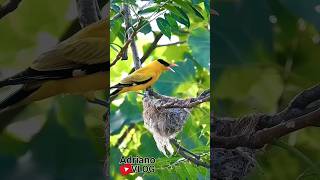 Download Lagu Burung Kepodang Beri makan Anak'nya part1 MP3