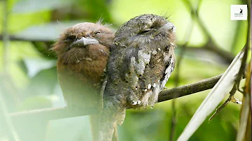 Ceylon Frogmouth | Animal Planet | Wild Sri Lanka | Ceylon Wild Tales | Rare Birds