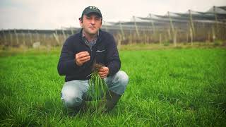 Rizar - Festuca Continental