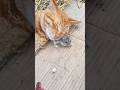 Cat Cute Catlover Funny Animals Dog Pets Kitten Puppy Anime Rap Rat Cat Cute Catlover Funny Animals Dog Pets Kitten Puppy Anime Rap Rat