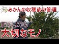 【大切なのは】温州みかん収穫後の管理【肥料じゃない】