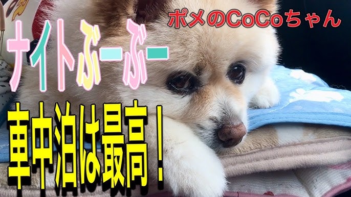 木苺狩り ホタル狩り ポメのcocoちゃん ポメラニアン 小型犬 癒し犬動画 ポメのcocoraspberry Picking Firefly Hunting Pome Coco Chan Youtube