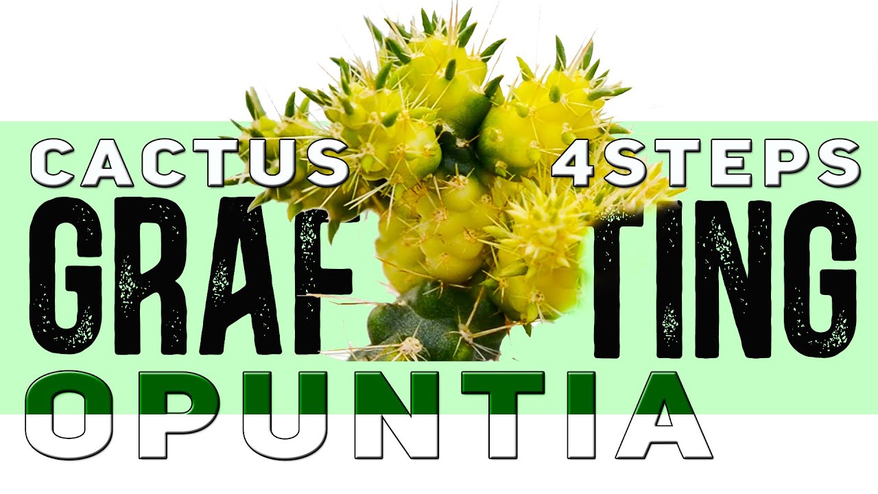 Grafting Cactus on Opuntia in 4 steps // Demos and 100 Results