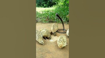 New DIY Bird Trap #Quail Trap #shorts