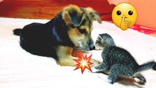 Cutest Kitten and Puppy Videos 2024 by Short Tail Kitten TV 1,143 views 2 days ago 1 minute, 16 seconds