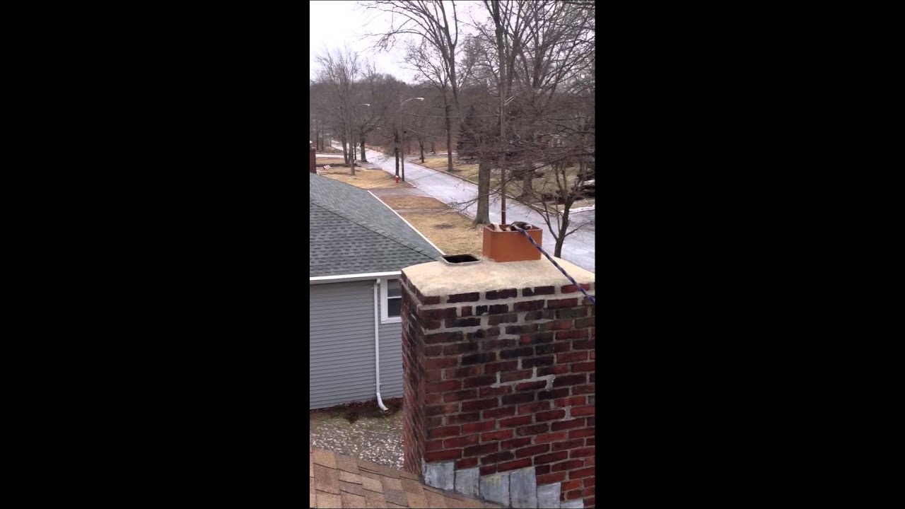 Biggest Raccoon Ever YouTube my-search-for-a-home-raccoon-removal-service-for-homes