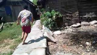 Viral!!! (story wa) Ayam masuk ke kebun tetangga kena denda 10 juta ||ruu kuhp||
