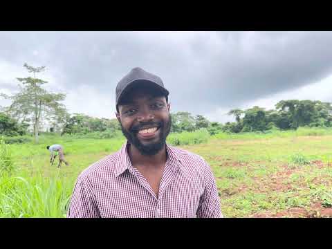 ⁣Cattle Feed : Brachiaria Grass In Africa - Ghana