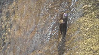 ボウズハゼが滝登り 和歌山・古座川