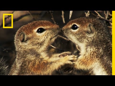 Squirrels Just Wanna Have Fun | America’s National Parks