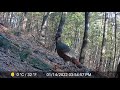 Poconos Cabin in the Woods - Best of 2022 (So far!) - Coywolf, bear, fisher, turkey - Pennsylvania