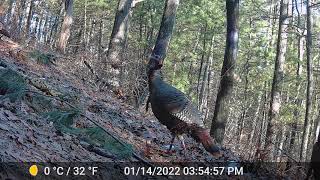 Poconos Cabin in the Woods  Best of 2022 (So far!)  Coywolf, bear, fisher, turkey  Pennsylvania